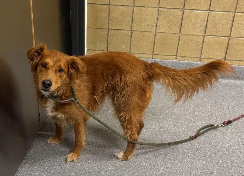 An adult large-sized female Golden Retriever dog named Bellamy for adoption in Greenfield, IN