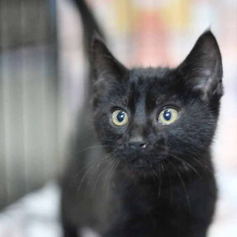 A baby small-sized male Black Domestic Short Hair cat named Thor for adoption in Ottumwa, IA