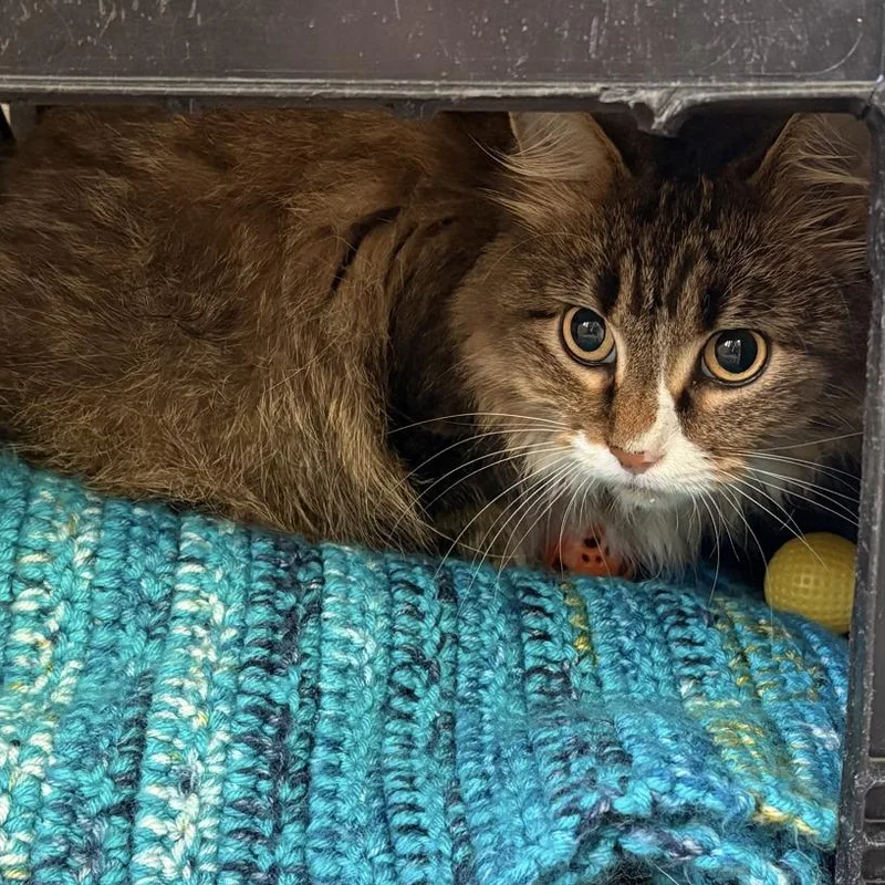 An adult large-sized female Domestic Long Hair cat named Tippy for adoption in Norfolk, NE
