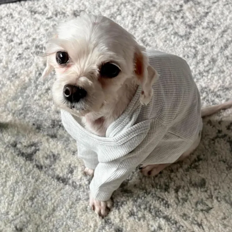 An adult small-sized male White / Cream Maltese dog named Wesley for adoption in Long Island City, NY