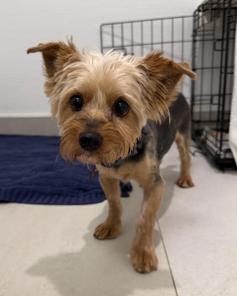 A young small-sized female Yorkshire Terrier dog named Winifred for adoption in Evanston, IL