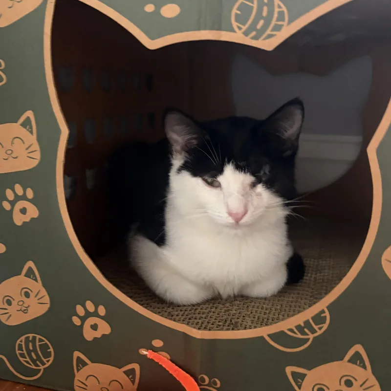 A baby medium-sized male Black & White / Tuxedo Domestic Short Hair cat named Plankton for adoption in Scranton, PA