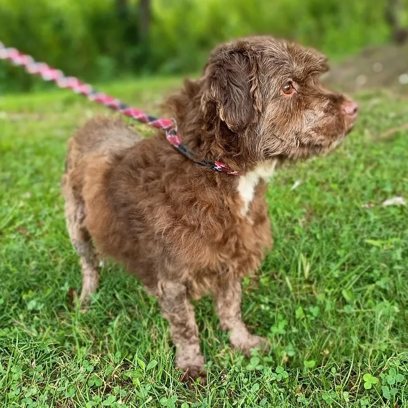 An adult medium-sized male Brown / Chocolate Terrier dog named Trooper for adoption in Maynardville, TN