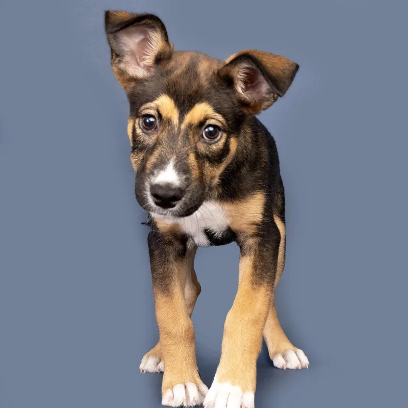 A baby small-sized female Black Mixed Breed dog named Periwinkle for adoption in Franklin, TN