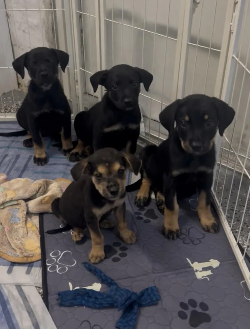 A baby medium-sized male Black Labrador Retriever dog named LITTER of for adoption in North Miami, FL