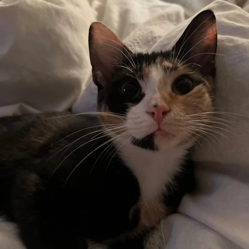 An adult small-sized female Calico Domestic Short Hair cat named Sporty Spice for adoption in Brooklyn, NY