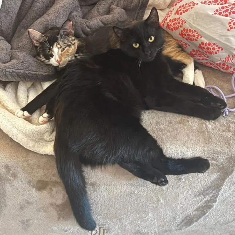 Sporty Spice thumbnail 2