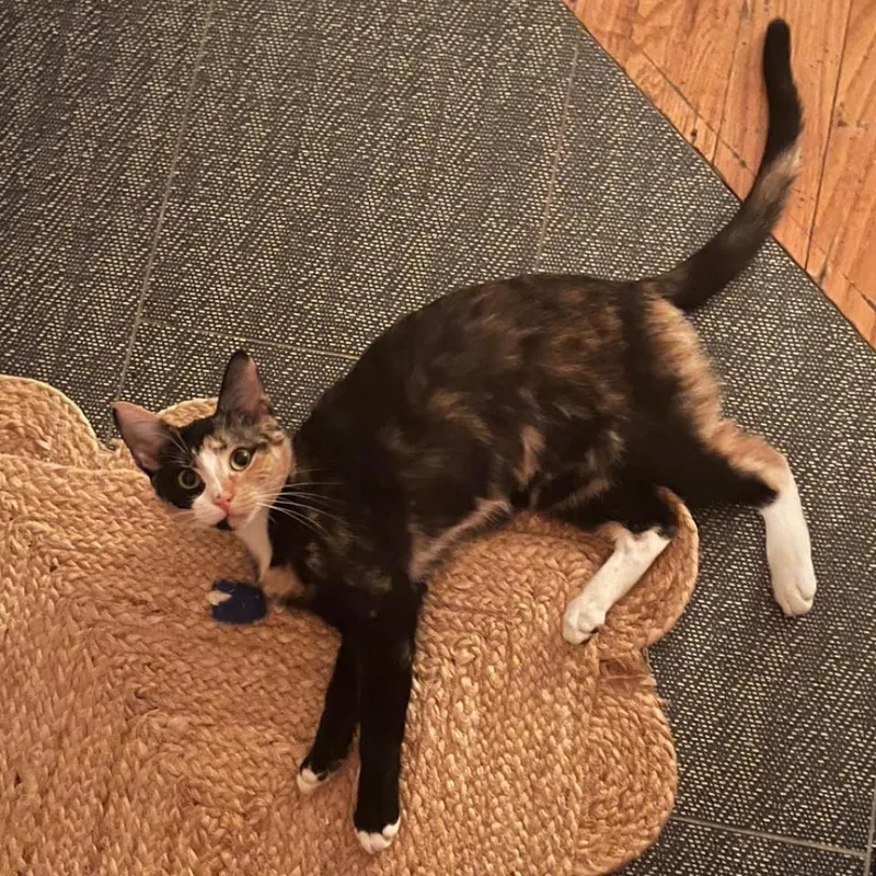 Sporty Spice thumbnail 3