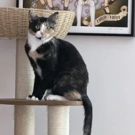 Sporty Spice thumbnail 4