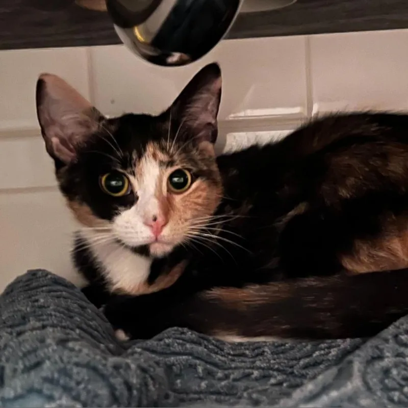 Sporty Spice thumbnail 5