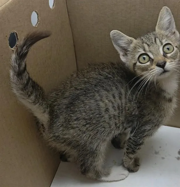 A baby medium-sized female Domestic Short Hair cat named Mileena for adoption in Fort Lauderdale, FL