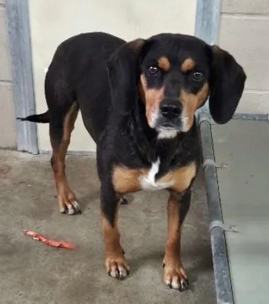 An adult medium-sized female Mixed Breed dog named Jelly Belly for adoption in Madison, NJ