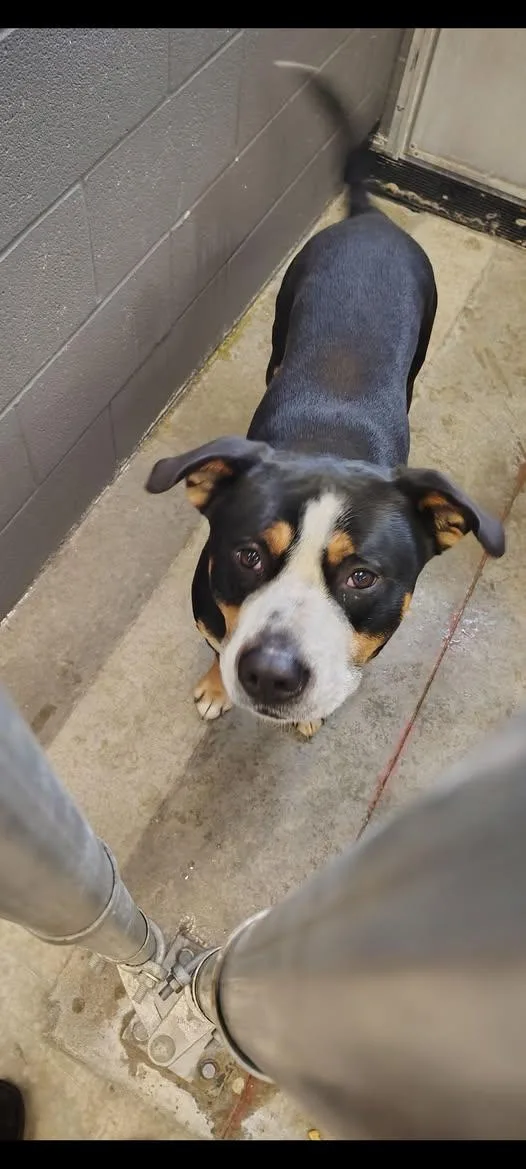 An adult large-sized male Tricolor (Brown, Black, & White) Greater Swiss Mountain Dog dog named Flynn for adoption in Taylorsville, KY