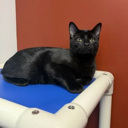 A baby small-sized male Domestic Short Hair cat named Caleb for adoption in Janesville, WI