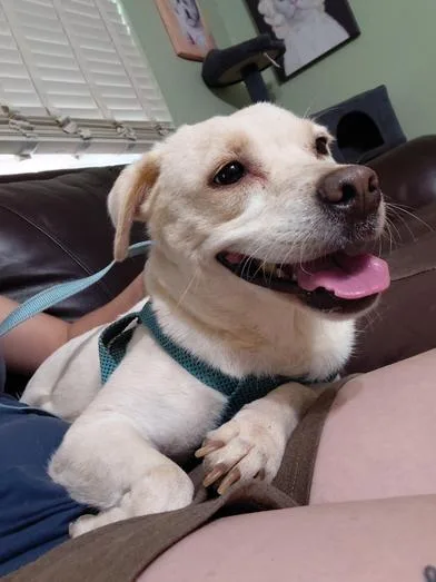 A young small-sized female White / Cream Labrador Retriever dog named Winter for adoption in Liverpool, TX