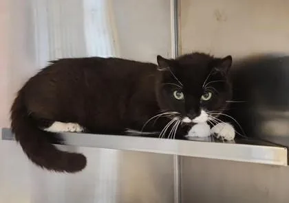 An adult medium-sized male Black & White / Tuxedo Domestic Short Hair cat named Tux for adoption in Fairfield, IA