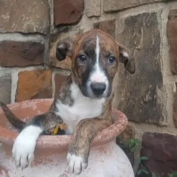 Romeo  Brindle Love thumbnail 2