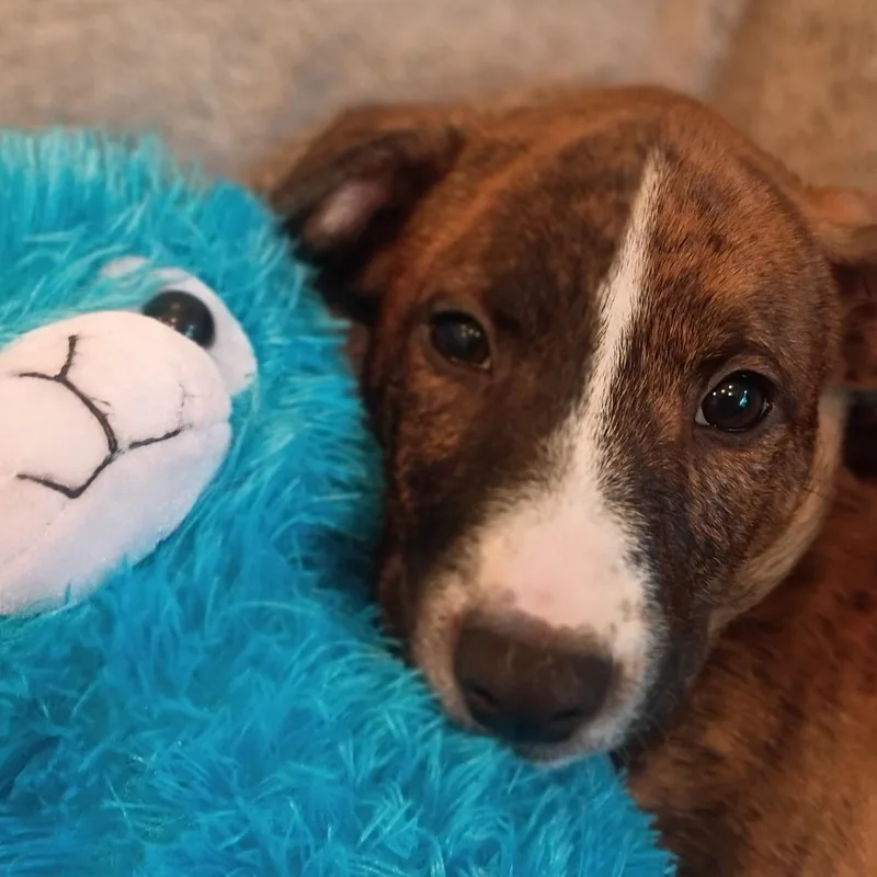 Romeo  Brindle Love thumbnail 3