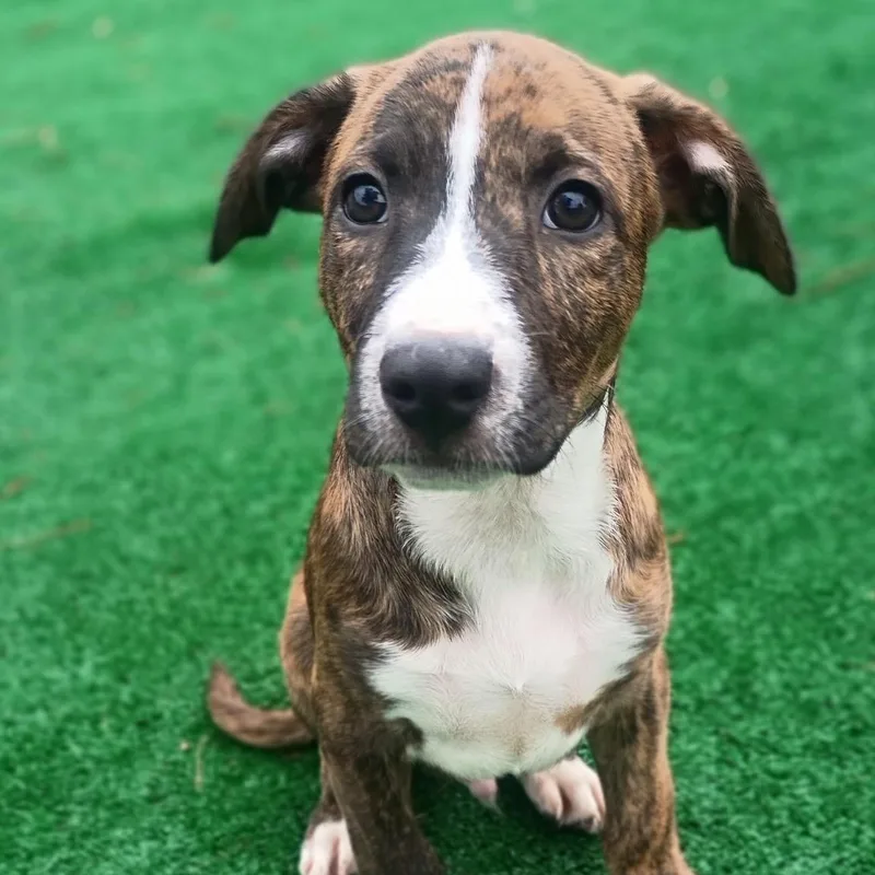 Romeo  Brindle Love thumbnail 5