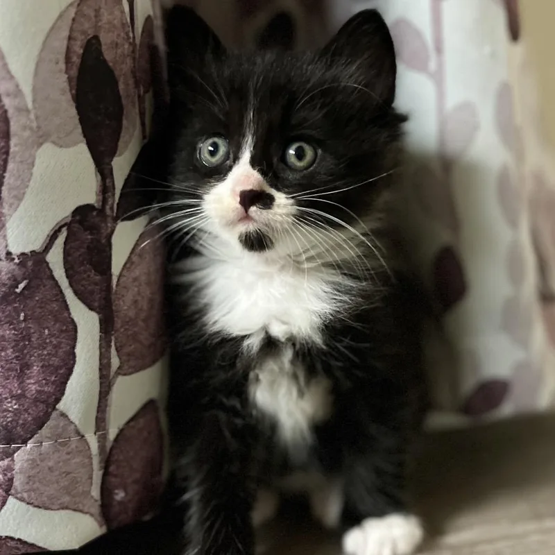 Precious
