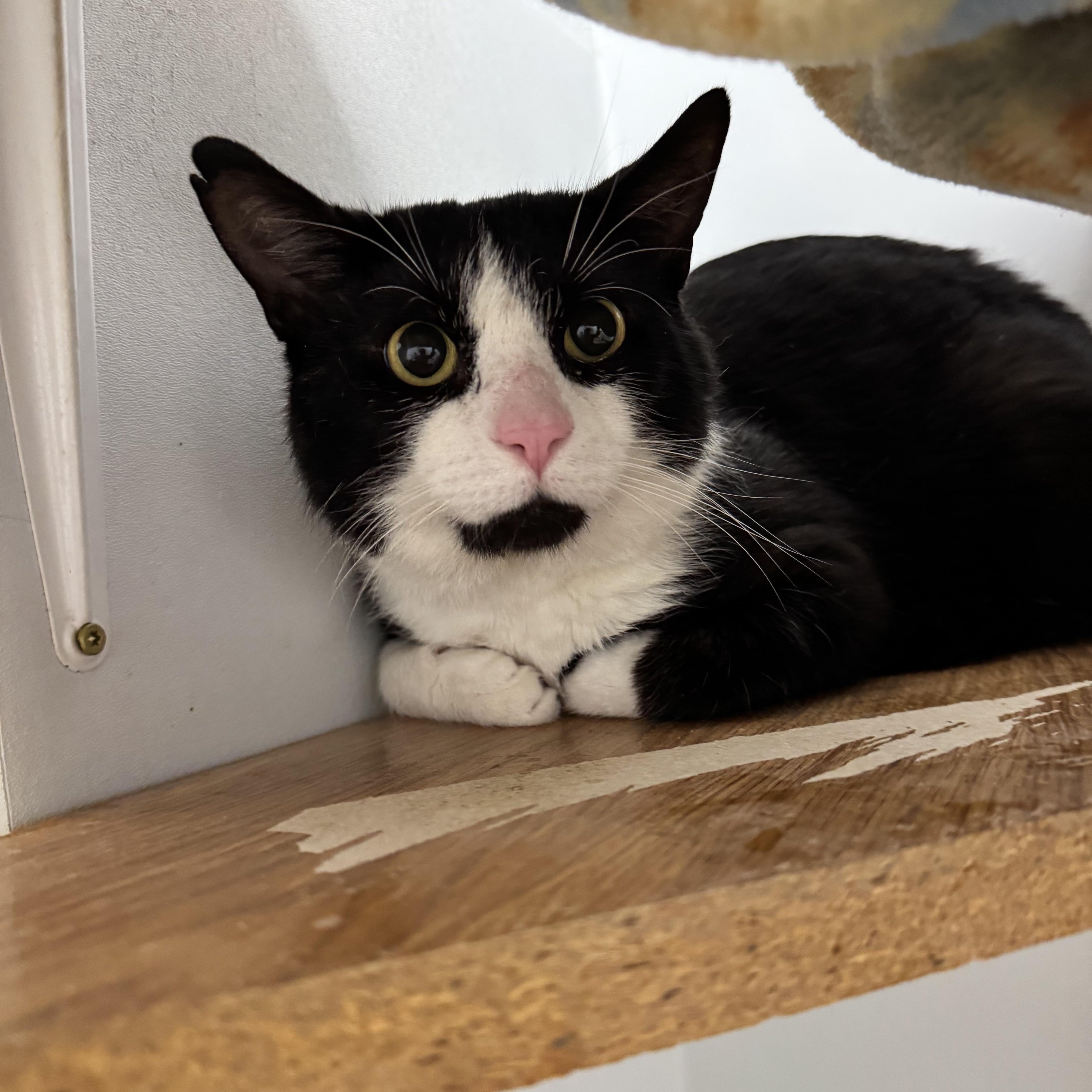 A senior medium-sized male Black & White / Tuxedo Domestic Short Hair cat named Reed for adoption in Dodgeville, WI