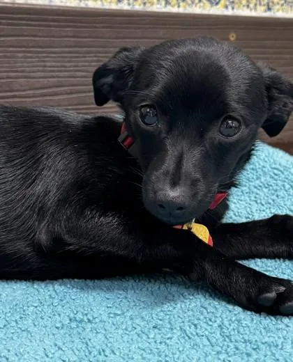 A baby small-sized female Black Chihuahua dog named Dolly Parton for adoption in Stanwood, WA