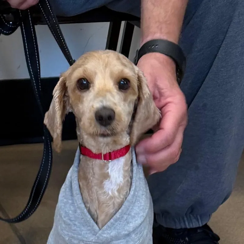 An adult small-sized female Yellow / Tan / Blond / Fawn Cockapoo dog named Biscuit for adoption in Zanesville, OH