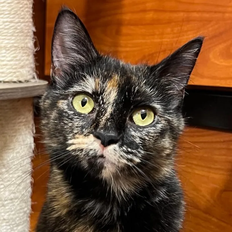 An adult small-sized female Tortoiseshell Domestic Short Hair cat named Percy for adoption in Hemet, CA
