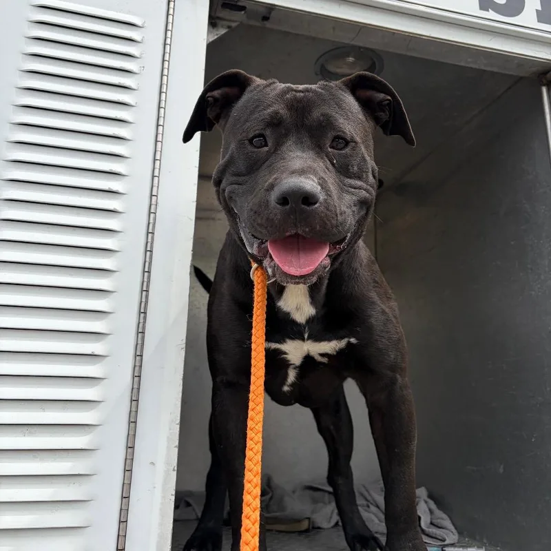 An adult medium-sized male Black Mixed Breed dog named Mamba for adoption in Chattanooga, TN