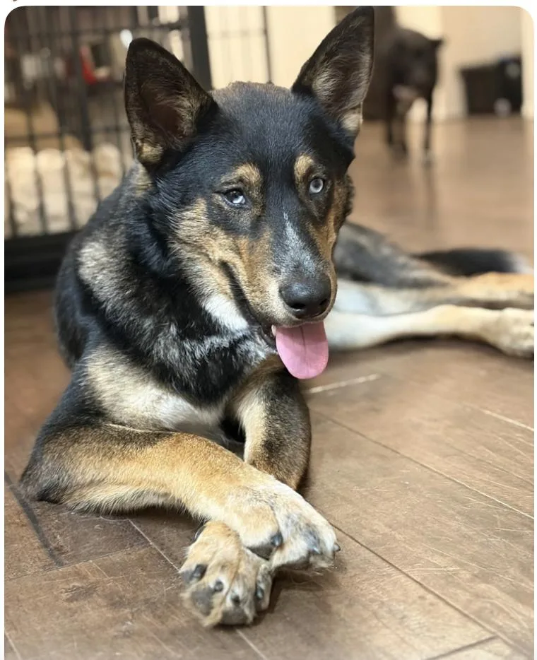 A young medium-sized male German Shepherd Dog dog named Moose for adoption in Houston, TX
