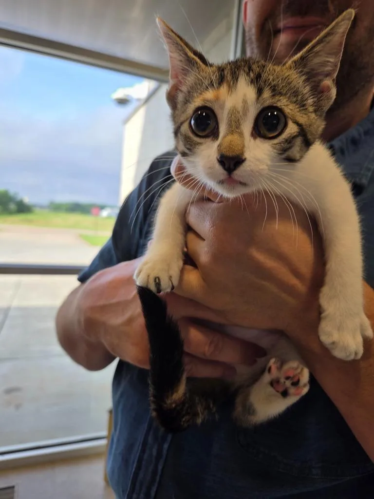 A baby small-sized female Domestic Short Hair cat named Mable for adoption in Bossier City, LA