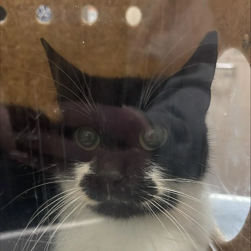 A young medium-sized female Domestic Short Hair cat named Working Cat Helium for adoption in Tacoma, WA