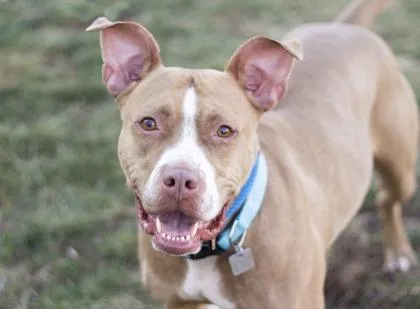 An adult medium-sized female Apricot / Beige Mixed Breed dog named Maggie Mae for adoption in Hamilton, OH