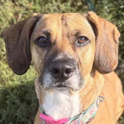 An adult medium-sized female Hound dog named Sinew for adoption in Jefferson, WI