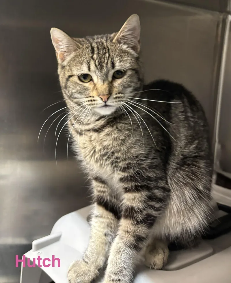 A young medium-sized female Tabby (Brown / Chocolate) Tabby cat named Hutch for adoption in Las Vegas, NV