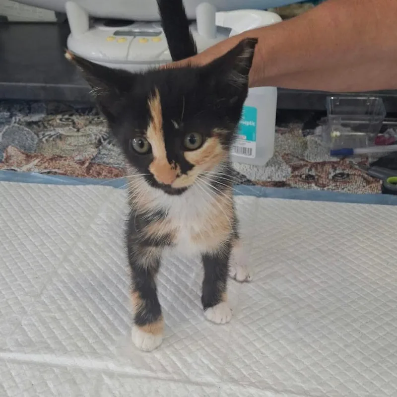 A baby small-sized female Torbie Domestic Short Hair cat named Evelyn May for adoption in Woodstock, VA