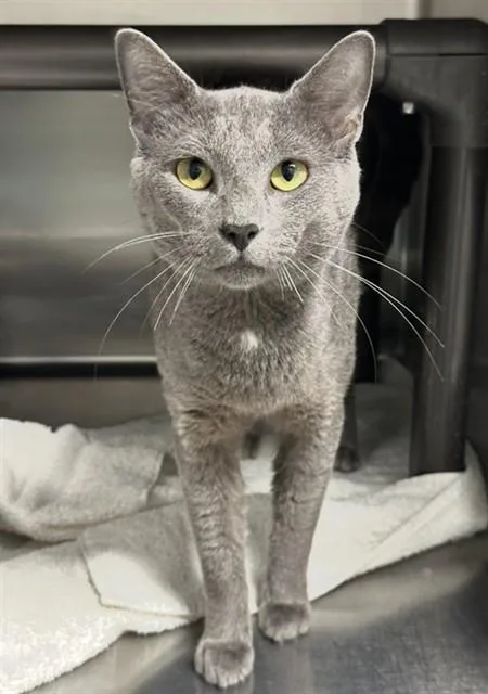 A young medium-sized male Domestic Short Hair cat named Cobblestone for adoption in Augusta, GA