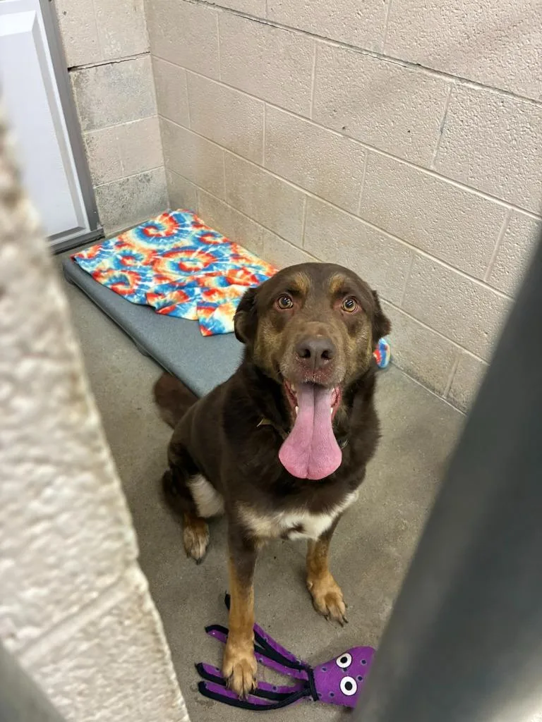 A young large-sized male Labrador Retriever dog named Reece for adoption in Clarksville, TN