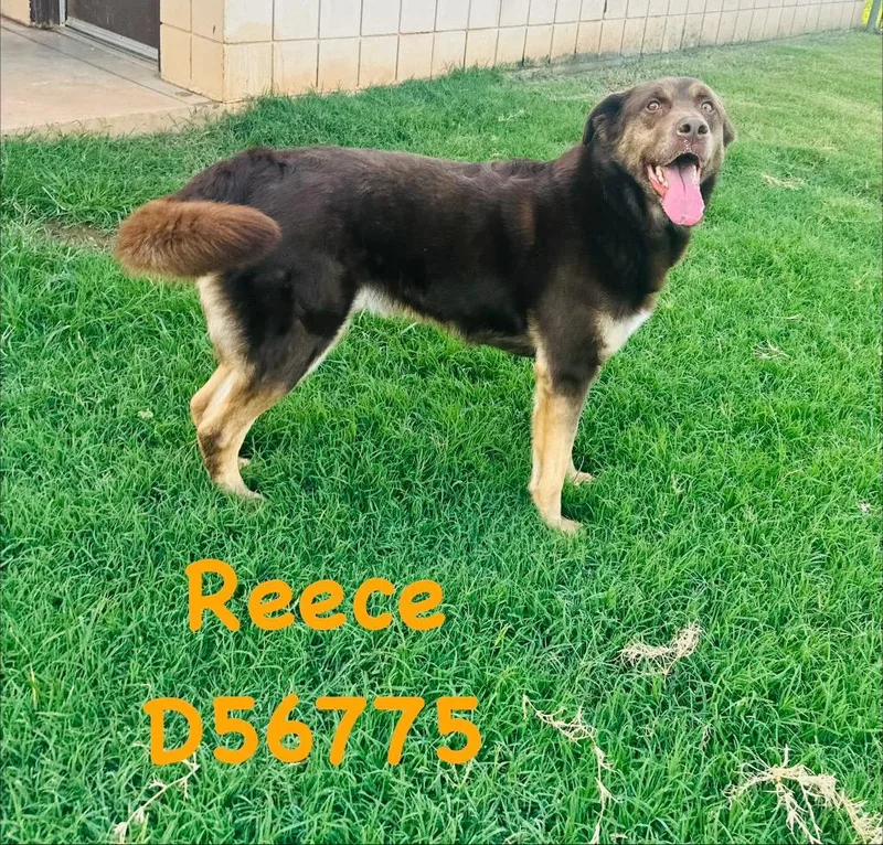 Reece thumbnail 2