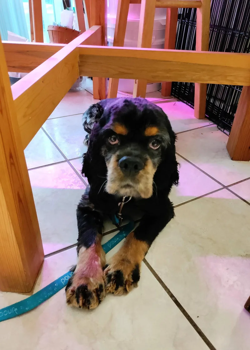 An adult medium-sized male Cocker Spaniel dog named Ralphie for adoption in Wheaton, IL
