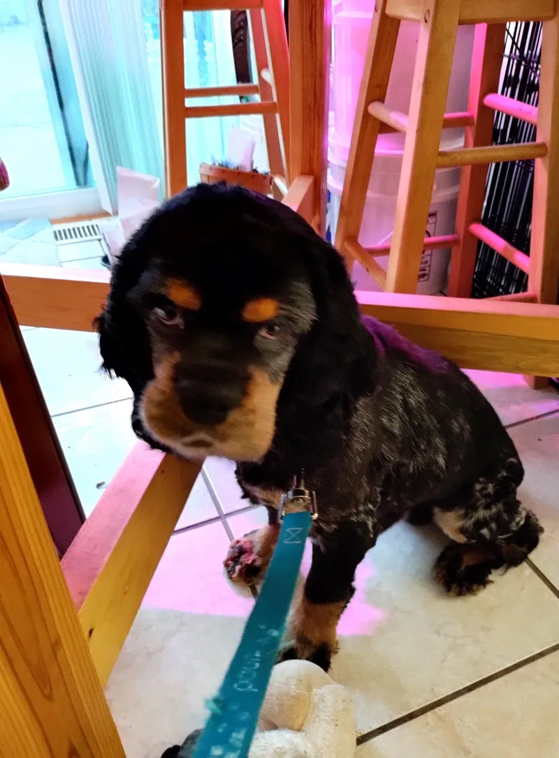 Ralphie thumbnail 2