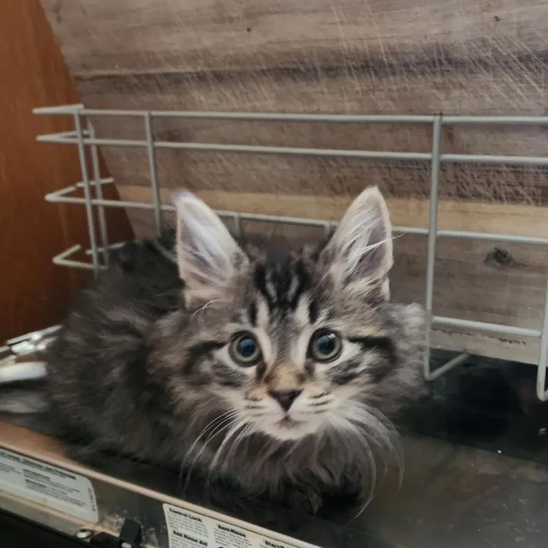 Rufus