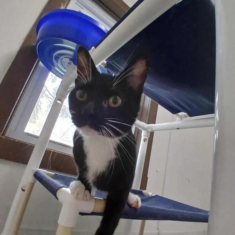 A baby medium-sized female Black American Shorthair cat named Paula for adoption in Iowa Falls, IA
