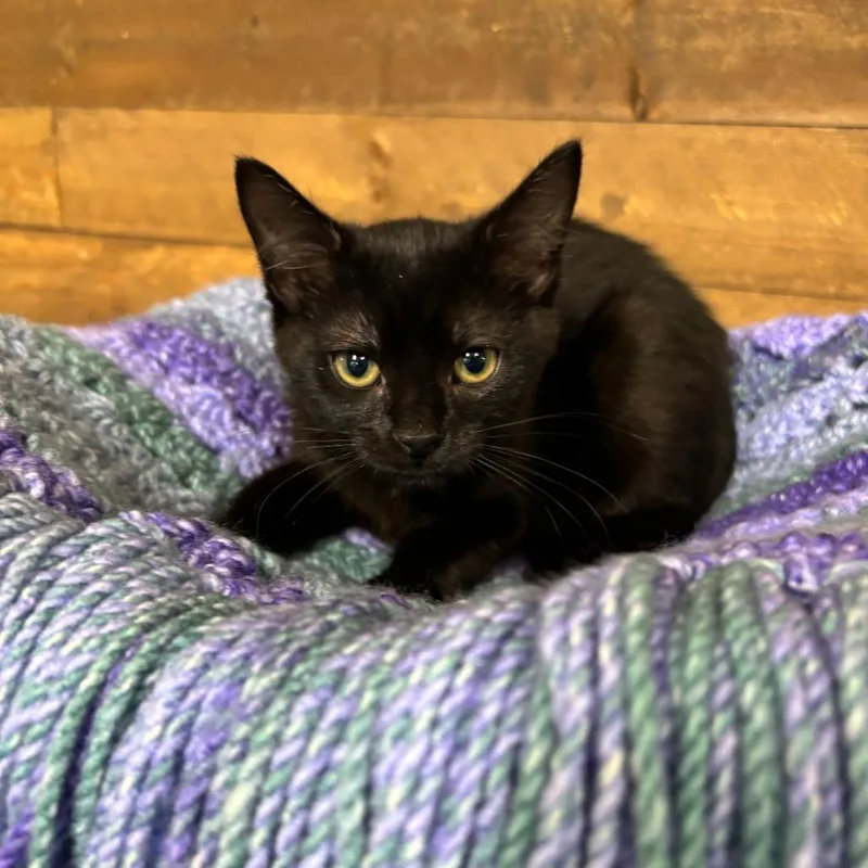 Tasha