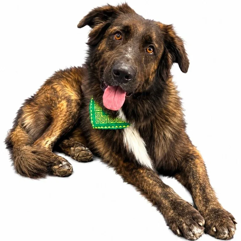 An adult large-sized male Brindle Shepherd dog named CT Smarty Pants for adoption in Eastford, CT