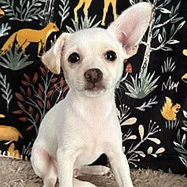 A baby small-sized male White / Cream Chihuahua dog named Silas for adoption in Oklahoma City, OK