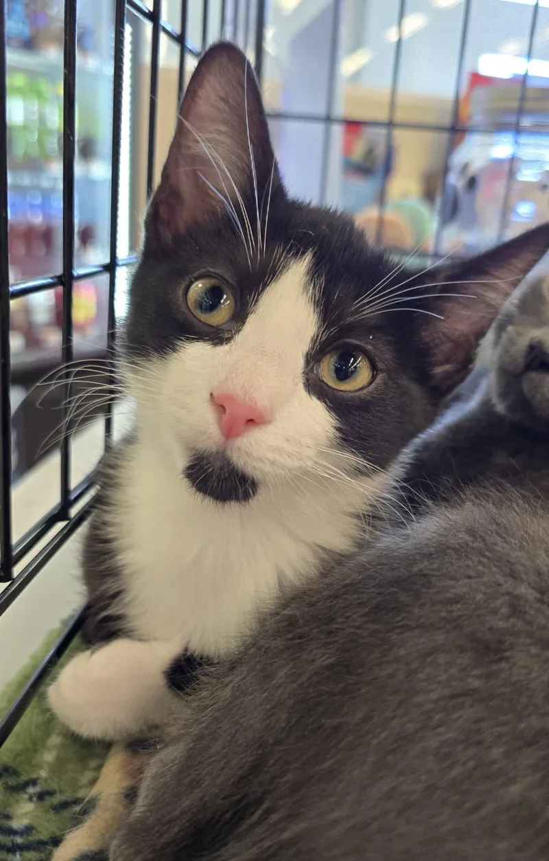 A baby medium-sized male Black & White / Tuxedo Domestic Short Hair cat named Colby for adoption in Nottingham, MD