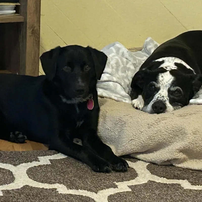 A young medium-sized female Black Labrador Retriever dog named Brynnley Sweet Lab for adoption in Kirkland, WA