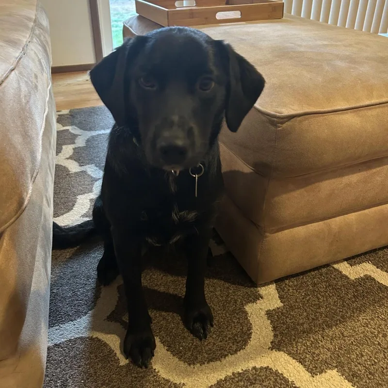 Brynnley  Sweet Lab thumbnail 2