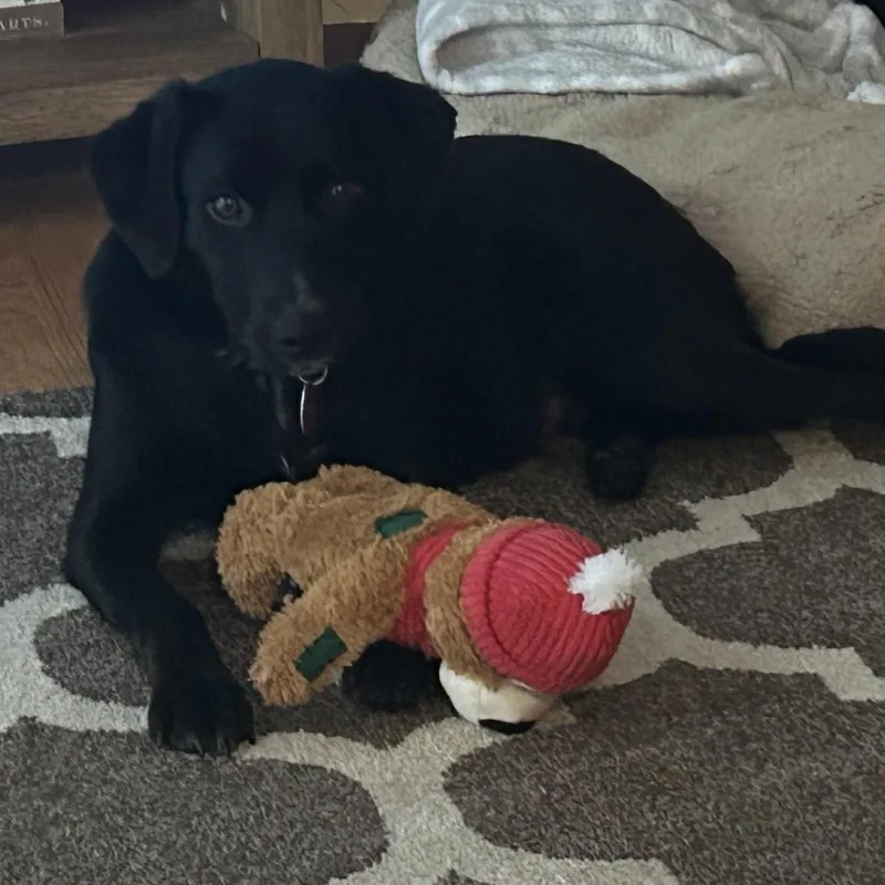 Brynnley  Sweet Lab thumbnail 3